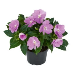 Edellieschen Flieder, Topf -Ø 12 Cm, 6er-Set -Garten Sicht Verkäufe 0610110038 Impatiens T12 13 flieder Set 6Stueck2 74427