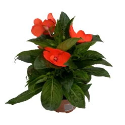 Edellieschen Orange/hellrot, Topf-Ø 12 Cm, 6er-Set -Garten Sicht Verkäufe 0610110039 Impatiens NG hellrot 1 88499