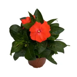Edellieschen Orange/hellrot, Topf-Ø 12 Cm, 6er-Set -Garten Sicht Verkäufe 0610110039 Impatiens NG hellrot 3 88498