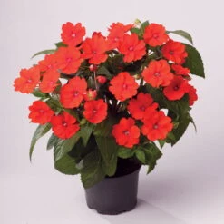 Edellieschen Orange/hellrot, Topf-Ø 12 Cm, 6er-Set -Garten Sicht Verkäufe 0610110039 Impatiens T12 13 orange hellrot Set 6Stueck1 74431