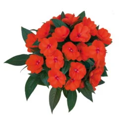 Edellieschen Orange/hellrot, Topf-Ø 12 Cm, 6er-Set -Garten Sicht Verkäufe 0610110039 Impatiens T12 13 orange hellrot Set 6Stueck 74430