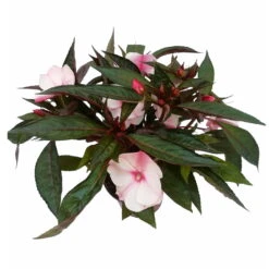 Edellieschen, Weiß-rosa, Topf-Ø 12 Cm, 6er-Set -Garten Sicht Verkäufe 0610110045 Impatiens rosa weiss Set 6St 2 2 78828