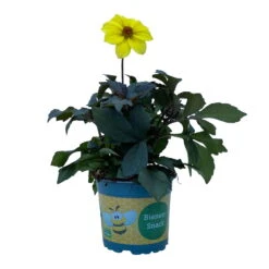 Dahlie 'Happy Days® Yellow', 6er-Set, Gelb, Topf 12/13 Cm Ø