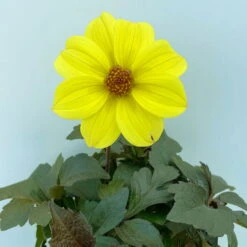 Dahlie 'Happy Days® Yellow', 6er-Set, Gelb, Topf 12/13 Cm Ø -Garten Sicht Verkäufe 0610140112 Dahlia bienenfreundlich Happy Days Yellow 6er Set 4.JPG