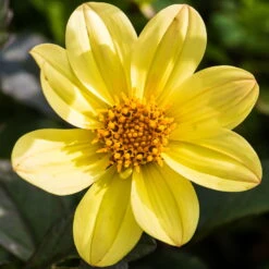 Dahlie 'Happy Days® Yellow', 6er-Set, Gelb, Topf 12/13 Cm Ø -Garten Sicht Verkäufe 0610140112 Dahlia bienenfreundlich T1213 Happy Days Yellow 6er Set WS