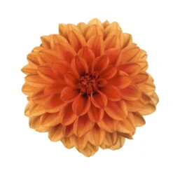 Dahlie 'Hypnotica', Farben Zufällig, Topf-Ø 19 Cm, 2er-Set -Garten Sicht Verkäufe 0610140124 Dahlia Hybriden Hypnotica 2er Set 10 110149