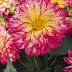 Dahlie 'Hypnotica', Farben Zufällig, Topf-Ø 19 Cm, 2er-Set -Garten Sicht Verkäufe 0610140124 Dahlia Hybriden Hypnotica 2er Set 11 110150