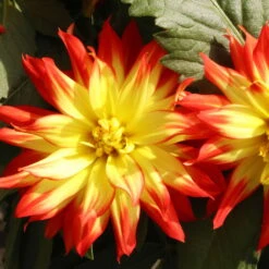 Dahlie 'Hypnotica', Farben Zufällig, Topf-Ø 19 Cm, 2er-Set -Garten Sicht Verkäufe 0610140124 Dahlia Hybriden Hypnotica 2er Set 12 110151