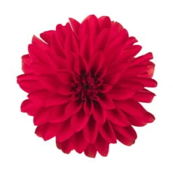 Dahlie 'Hypnotica', Farben Zufällig, Topf-Ø 19 Cm, 2er-Set -Garten Sicht Verkäufe 0610140124 Dahlia Hybriden Hypnotica 2er Set 2 110141