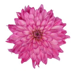 Dahlie 'Hypnotica', Farben Zufällig, Topf-Ø 19 Cm, 2er-Set -Garten Sicht Verkäufe 0610140124 Dahlia Hybriden Hypnotica 2er Set 4 110143