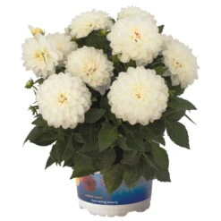 Dahlie 'Hypnotica', Farben Zufällig, Topf-Ø 19 Cm, 2er-Set -Garten Sicht Verkäufe 0610140124 Dahlia Hybriden Hypnotica 2er Set 5 110144