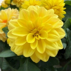 Dahlie 'Hypnotica', Farben Zufällig, Topf-Ø 19 Cm, 2er-Set -Garten Sicht Verkäufe 0610140124 Dahlia Hybriden Hypnotica 2er Set 7 110146