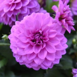 Dahlie 'Hypnotica', Farben Zufällig, Topf-Ø 19 Cm, 2er-Set -Garten Sicht Verkäufe 0610140124 Dahlia Hybriden Hypnotica 2er Set 8 110147