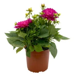 Dahlie 'Hypnotica', Farben Zufällig, Topf-Ø 19 Cm, 2er-Set -Garten Sicht Verkäufe 0610140124 Dahlia Hybriden T19 in Farben Hypnotica 2er Set 1 110319