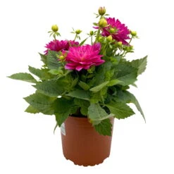 Dahlie 'Hypnotica', Farben Zufällig, Topf-Ø 19 Cm, 2er-Set -Garten Sicht Verkäufe 0610140124 Dahlia Hybriden T19 in Farben Hypnotica 2er Set 2 110320