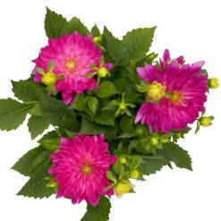 Dahlie 'Hypnotica', Farben Zufällig, Topf-Ø 19 Cm, 2er-Set -Garten Sicht Verkäufe 0610140124 Dahlia Hybriden T19 in Farben Hypnotica 2er Set 3 110321