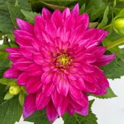 Dahlie 'Hypnotica', Farben Zufällig, Topf-Ø 19 Cm, 2er-Set -Garten Sicht Verkäufe 0610140124 Dahlia Hybriden T19 in Farben Hypnotica 2er Set 4 110152