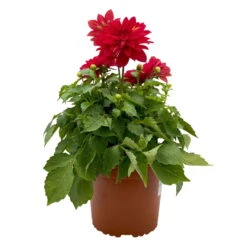 Dahlie 'Hypnotica', Farben Zufällig, Topf-Ø 19 Cm, 2er-Set -Garten Sicht Verkäufe 0610140124 Dahlia Hybriden T19 in Farben Hypnotica 2er Set 5 110322