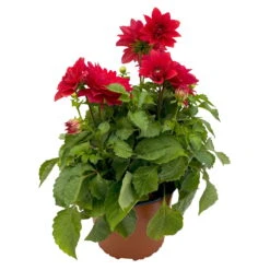 Dahlie 'Hypnotica', Farben Zufällig, Topf-Ø 19 Cm, 2er-Set -Garten Sicht Verkäufe 0610140124 Dahlia Hybriden T19 in Farben Hypnotica 2er Set 8 110323