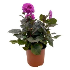 Dahlie 'Hypnotica' Farben Zufällig, Dunkellaubig, Topf-Ø 19 Cm, 2er-Set -Garten Sicht Verkäufe 0610140125 Dahlia Hybriden Hypnotica in Farben dunkellaubig 2er Set 10 110330