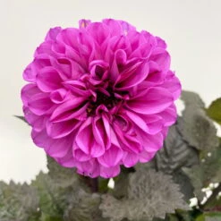 Dahlie 'Hypnotica' Farben Zufällig, Dunkellaubig, Topf-Ø 19 Cm, 2er-Set -Garten Sicht Verkäufe 0610140125 Dahlia Hybriden Hypnotica in Farben dunkellaubig 2er Set 11 110165