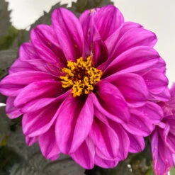 Dahlie 'Hypnotica' Farben Zufällig, Dunkellaubig, Topf-Ø 19 Cm, 2er-Set -Garten Sicht Verkäufe 0610140125 Dahlia Hybriden Hypnotica in Farben dunkellaubig 2er Set 12 110166