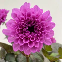 Dahlie 'Hypnotica' Farben Zufällig, Dunkellaubig, Topf-Ø 19 Cm, 2er-Set -Garten Sicht Verkäufe 0610140125 Dahlia Hybriden Hypnotica in Farben dunkellaubig 2er Set 14 110167