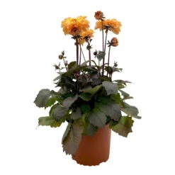 Dahlie 'Hypnotica' Farben Zufällig, Dunkellaubig, Topf-Ø 19 Cm, 2er-Set -Garten Sicht Verkäufe 0610140125 Dahlia Hybriden Hypnotica in Farben dunkellaubig 2er Set 1 110329