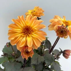 Dahlie 'Hypnotica' Farben Zufällig, Dunkellaubig, Topf-Ø 19 Cm, 2er-Set -Garten Sicht Verkäufe 0610140125 Dahlia Hybriden Hypnotica in Farben dunkellaubig 2er Set 3 110162