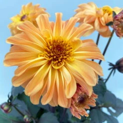 Dahlie 'Hypnotica' Farben Zufällig, Dunkellaubig, Topf-Ø 19 Cm, 2er-Set -Garten Sicht Verkäufe 0610140125 Dahlia Hybriden Hypnotica in Farben dunkellaubig 2er Set 5 110163