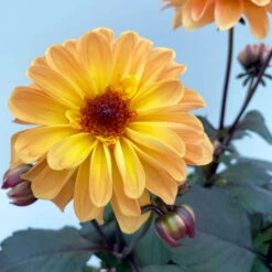 Dahlie 'Hypnotica' Farben Zufällig, Dunkellaubig, Topf-Ø 19 Cm, 2er-Set -Garten Sicht Verkäufe 0610140125 Dahlia Hybriden Hypnotica in Farben dunkellaubig 2er Set 6 110164