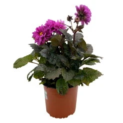 Dahlie 'Hypnotica' Farben Zufällig, Dunkellaubig, Topf-Ø 19 Cm, 2er-Set -Garten Sicht Verkäufe 0610140125 Dahlia Hybriden Hypnotica in Farben dunkellaubig 2er Set 9 110331