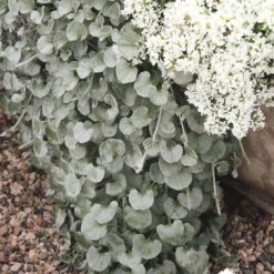 Mixtopf 'Silberstruktur', 3er-Set, Grau-silber, Topf 13 Cm Ø -Garten Sicht Verkäufe 0610180163 Dichondra argentea T12 rankendhaengend Set 3Stueck1 74376