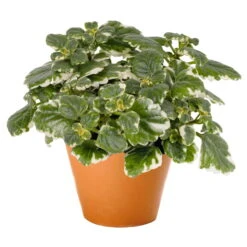 Plectranthus 'Variegata' Grün-weiß, Topf -Ø 12 Cm, 6er-Set -Garten Sicht Verkäufe 0610180182 Plectranthus T12 Set 3Stueck 74398