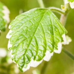 Plectranthus 'Variegata' Grün-weiß, Topf -Ø 12 Cm, 6er-Set -Garten Sicht Verkäufe 0610180182 Plectranthus1 76855