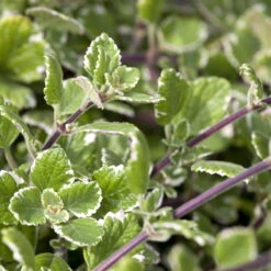 Plectranthus 'Variegata' Grün-weiß, Topf -Ø 12 Cm, 6er-Set -Garten Sicht Verkäufe 0610180182 Plectranthus 76856