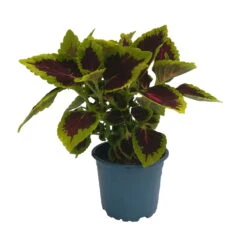 Buntnessel 'Alligator Alley', 6er-Set, Grün-pink-dunkelrot, Topf 12 Cm Ø -Garten Sicht Verkäufe 0610180184 Solenostemon scut T12 Alligator Alley 6er Set 1 93128