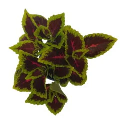 Buntnessel 'Alligator Alley', 6er-Set, Grün-pink-dunkelrot, Topf 12 Cm Ø -Garten Sicht Verkäufe 0610180184 Solenostemon scut T12 Alligator Alley 6er Set 5 93127