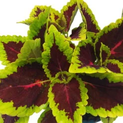 Buntnessel 'Alligator Alley', 6er-Set, Grün-pink-dunkelrot, Topf 12 Cm Ø -Garten Sicht Verkäufe 0610180184 Solenostemon scut T12 Alligator Alley 6er Set 8 93125