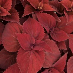 Pflanzenset 'Spätsommer-Gold' Gelb-orange, Topf-Ø 12 Cm, 4er-Set -Garten Sicht Verkäufe 0610180185 Solenostemon scut T1213 Beale Street Set 3Stueck 74401