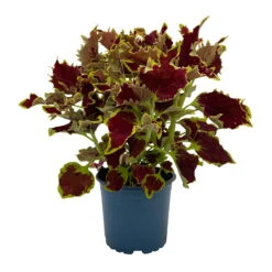 Buntnessel 'Crown Jewel', 6er-Set, Braunrot, Topf 12 Cm Ø -Garten Sicht Verkäufe 0610180187 Solenostemon scut T1213 Crown Jewel 6er Set WS 1 95692