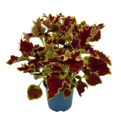 Buntnessel 'Crown Jewel', 6er-Set, Braunrot, Topf 12 Cm Ø -Garten Sicht Verkäufe 0610180187 Solenostemon scut T1213 Crown Jewel 6er Set WS 2 95693