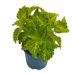 Buntnessel 'River Walk', 6er-Set, Hellgrün-dunkelgrün, Topf 12 Cm Ø -Garten Sicht Verkäufe 0610180191 Solenostemon scut T12 River Walk 6er Set 1 93138