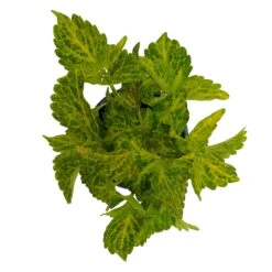 Buntnessel 'River Walk', 6er-Set, Hellgrün-dunkelgrün, Topf 12 Cm Ø -Garten Sicht Verkäufe 0610180191 Solenostemon scut T12 River Walk 6er Set 4 93137