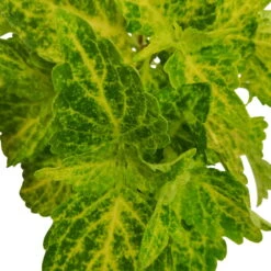 Buntnessel 'River Walk', 6er-Set, Hellgrün-dunkelgrün, Topf 12 Cm Ø -Garten Sicht Verkäufe 0610180191 Solenostemon scut T12 River Walk 6er Set 6 93136