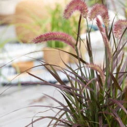Lampenputzergras 'Sky Rocket' Mit Mühlenbeckia, Topf-Ø 23 Cm -Garten Sicht Verkäufe 0610180240 Pennisetum advena Rubrum T19 2er Set 1 89727