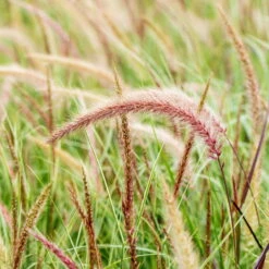 Lampenputzergras 'Sky Rocket' Mit Mühlenbeckia, Topf-Ø 23 Cm -Garten Sicht Verkäufe 0610180243 Pennisetum advena Sky Rocket T19 2er Set 2 89734