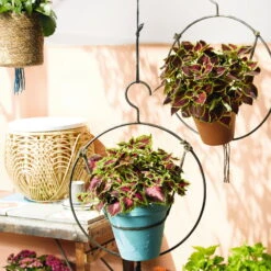 Buntnessel 'Ruby Road' Dunkelviolett-pink-grün, Topf-Ø 12 Cm, 6er-Set -Garten Sicht Verkäufe 0610180250 Solenostemon scut T12 Ruby Road 6er Set WS 3 93222