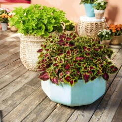 Buntnessel 'Ruby Road' Dunkelviolett-pink-grün, Topf-Ø 12 Cm, 6er-Set -Garten Sicht Verkäufe 0610180250 Solenostemon scut T12 Ruby Road 6er Set WS 4 93219