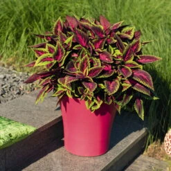 Buntnessel 'Ruby Road' Dunkelviolett-pink-grün, Topf-Ø 12 Cm, 6er-Set -Garten Sicht Verkäufe 0610180250 Solenostemon scut T12 Ruby Road 6er Set WS 5 93221